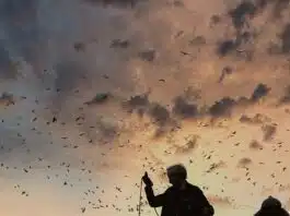 Pourquoi opter pour des services de ramonage dans l’Essonne (91) et quels sont ces services disponibles ?