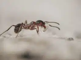 Éliminez les nuisibles de votre entreprise dès aujourd’hui ! Éliminez les nuisibles de votre entreprise dès aujourd'hui !